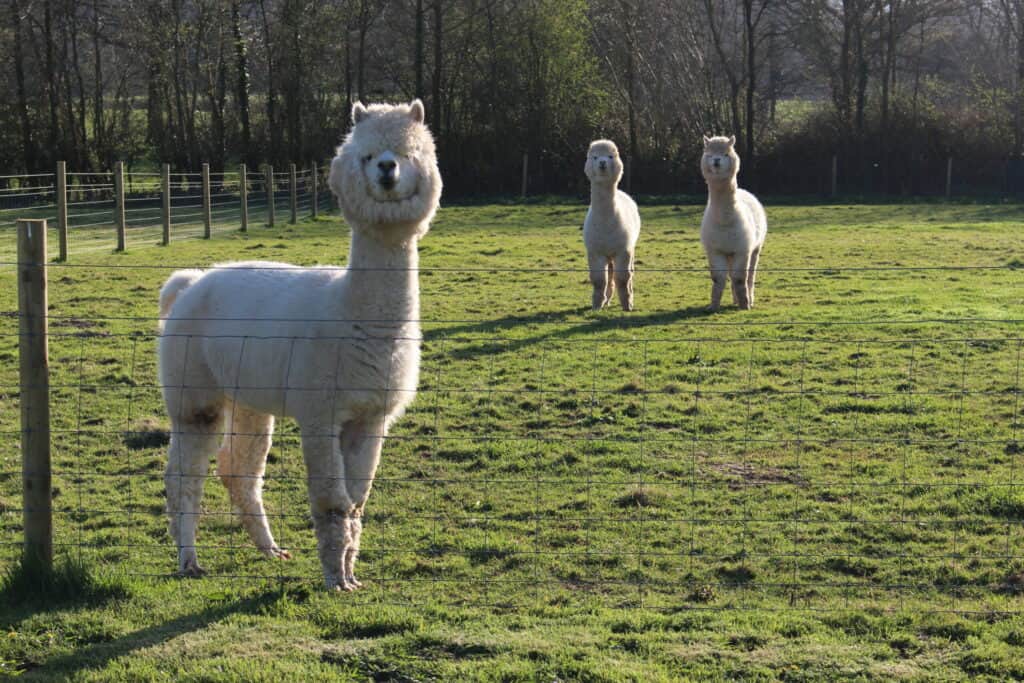Two alpacas looking at camera
