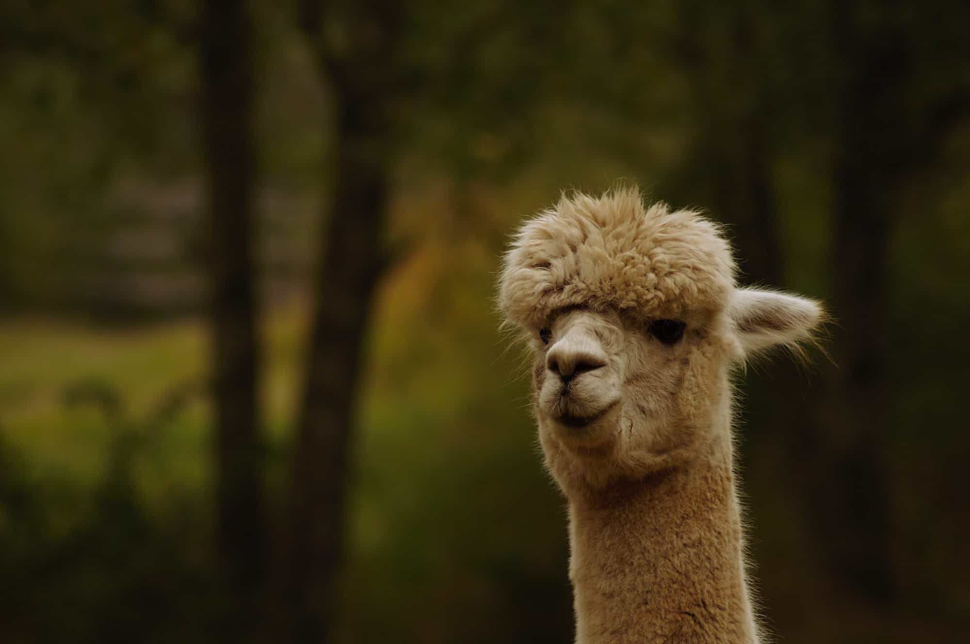 Alpaca at Gosswood Park